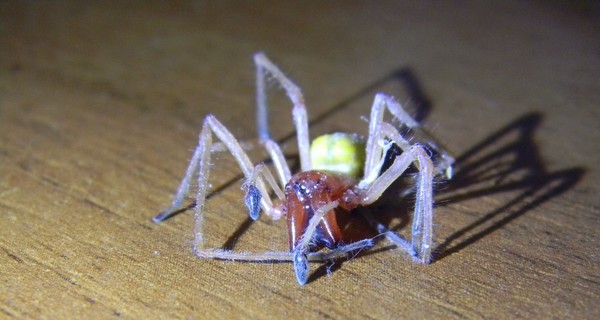 Запорожец нашел в постели опасного паука