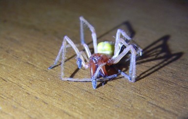 Запорожец нашел в постели опасного паука