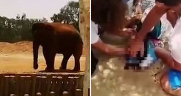 В зоопарке Марокко слон бросил камень в 7-летнюю девочку