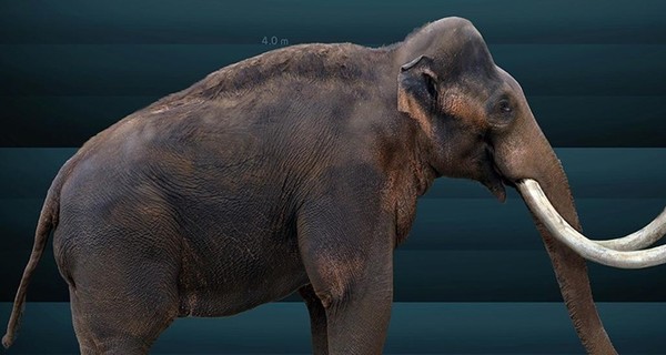 В Казахстане найдены останки мамонта