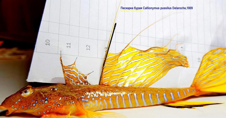 Золотая рыбка, пойманная под Одессой, оказалась морской мышью