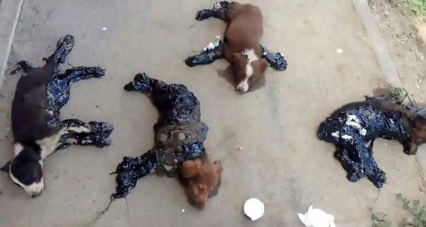 В Румынии щенков вымазали в смоле и оставили умирать на дороге
