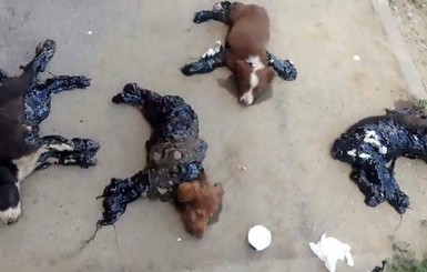 В Румынии щенков вымазали в смоле и оставили умирать на дороге