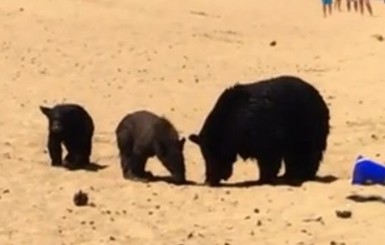 В Калифорнии семья медведей пришла из леса на пляж