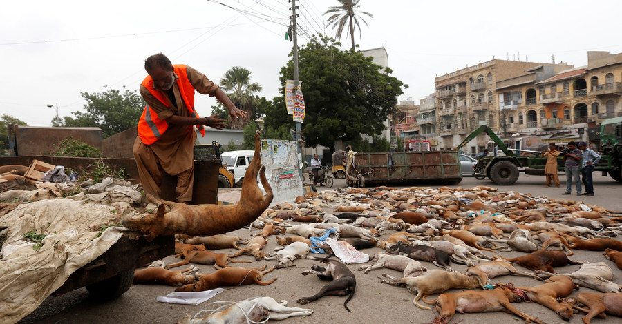 В Пакистане отравили тысячи бродячих собак