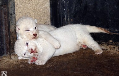 В городском зоопарке Тбилиси родились белоснежные львы 