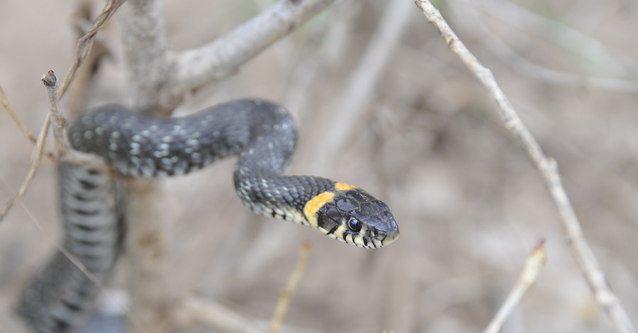 Ученые выяснили, почему змеи такие длинные