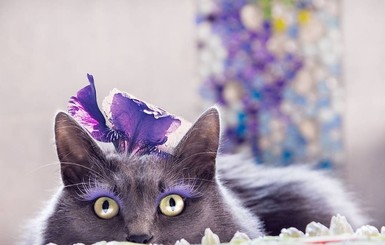 Кошачьи истории: самые необычные коты сети 