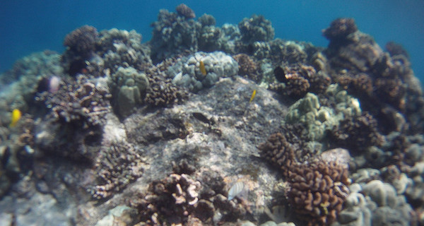 Коралловые рифы на Мальдивах стали белыми и начали массово гибнуть
