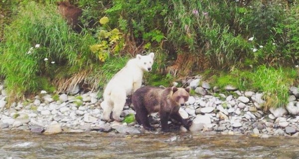 На Камчатке нашли редкого белого медвежонка из семейства бурых