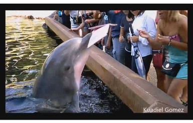 В США дельфин-гопник отобрал у девушки iPad