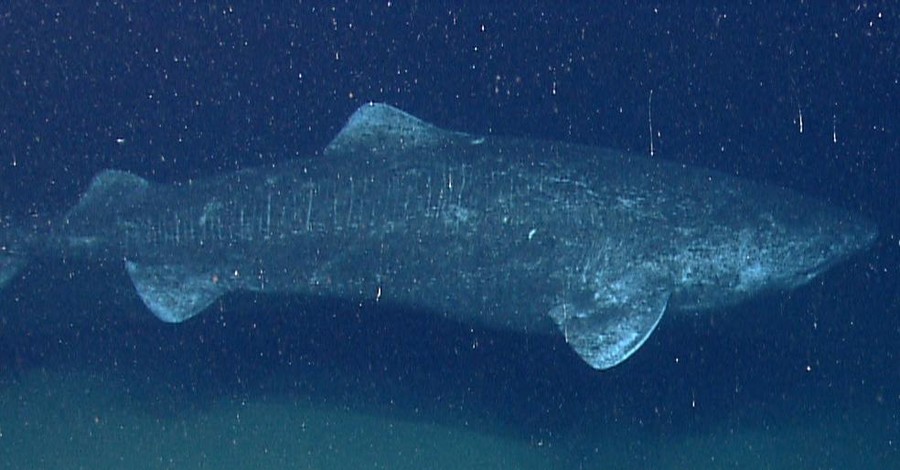 Ученые нашли акулу, которая живет 400 лет