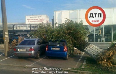 В Киеве дерево раздавило два автомобиля