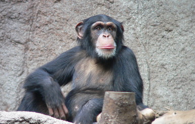В мариупольском зоопарке обезьяна откусила палец ребенку