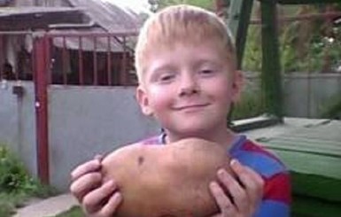 Под Киевом дачники вырастили картошку весом больше килограмма