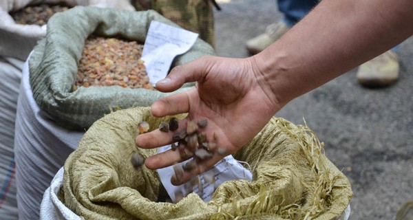 Жители янтарных земель: 