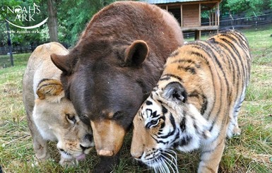 В США спасают от депрессии медведя и тигра, потерявших друга-льва