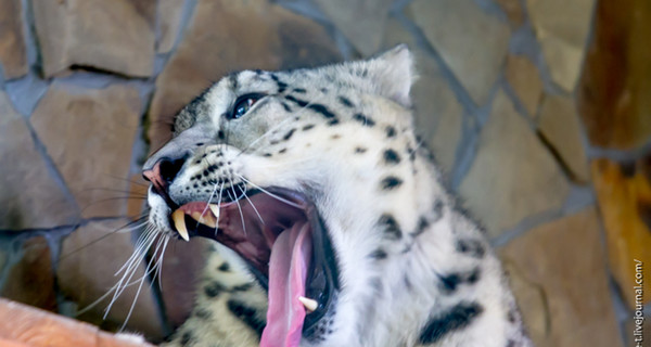 Пуму и снежного барса отравили, чтобы подставить директора зоопарка?