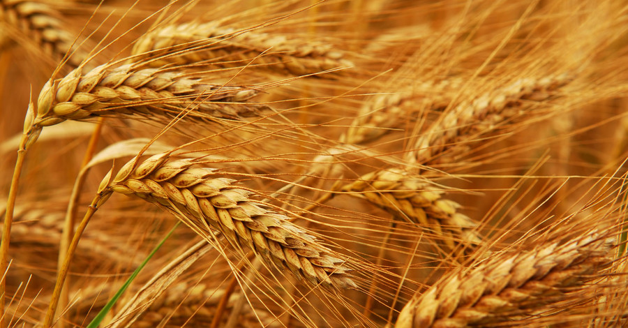 Китай отказывается от украинского зерна из-за жуков и вирусов 