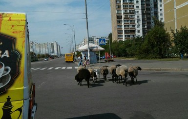 В Киеве стадо овец остановило движение автомобилей