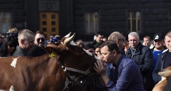 Ляшко рассказал депутатам, что такое корова