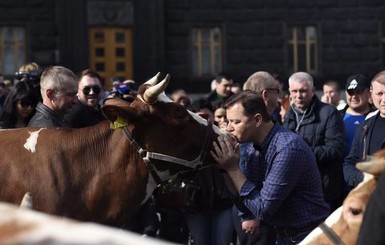 Ляшко рассказал депутатам, что такое корова