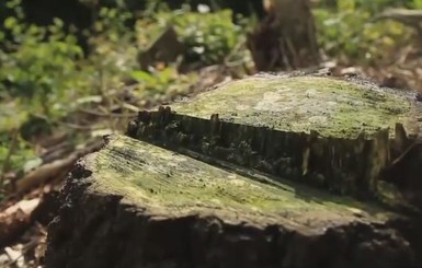 Браконьеры из Словакии контрабандой вывозили украинский лес в ЕС