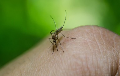 Комары любят кусать полных людей