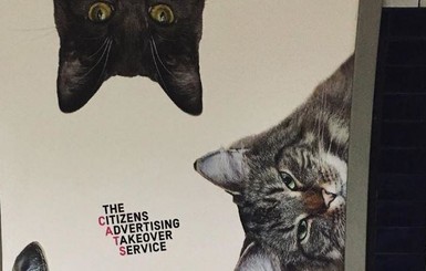 Тысячи бездомных котов заполнили станцию лондонского метро
