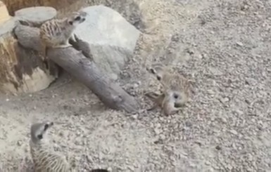 В Бердянском зоопарке мама-сурикат нянчится с пополнением