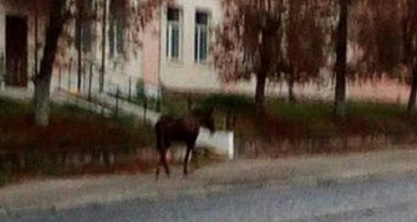 Сбежавшая от хозяев лошадь прошла 60 км до Львова
