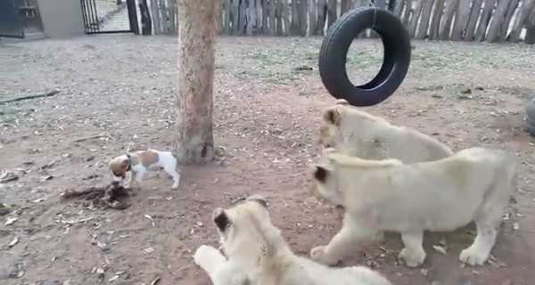 В ЮАР крохотный пес отобрал еду у трех львов 