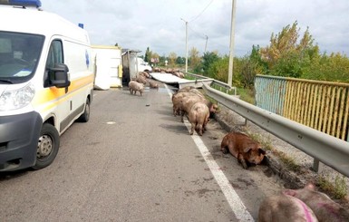 Окружную Харькова заполонили свиньи