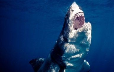 Снимки, на которых акулы 