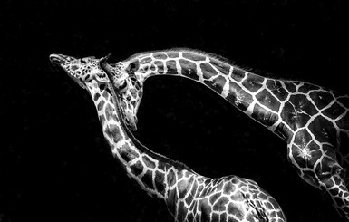 Лучшие черно-белые фотографии дикой природы, которые вы могли не видеть