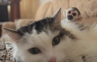 В России кошка приютила брошенную мамой обезьянку