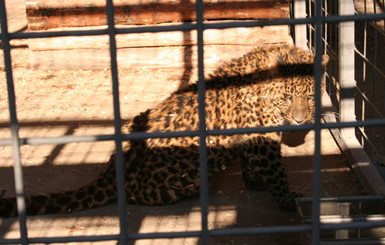 Директор зоопарка в Мариуполе опроверг информацию о сбежавшем леопарде