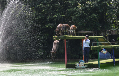 В Китае свиньи соревновались в прыжках в воду