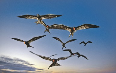 Ученые узнали, как птицам удается без посадки покрывать гигантские расстояния
