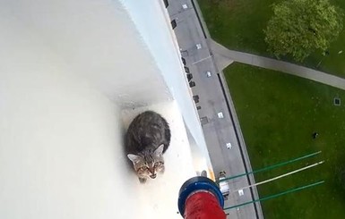 Видео спасения котенка с высотки тронуло Сеть