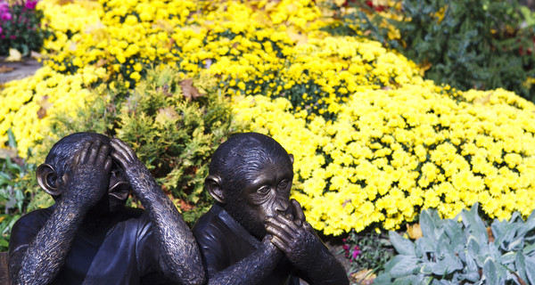Бал хризантем в Харькове удивит рекордным количеством цветов 