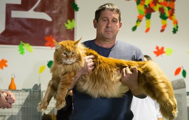 У Кекса выдался счастливый год - он самый толстый в стране кот