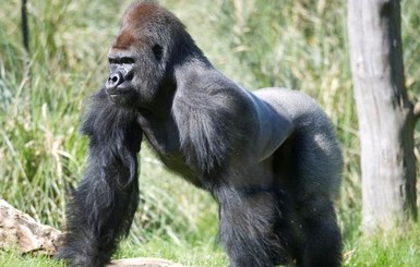 Полицейские Скотленд-Ярда ловили сбежавшую гориллу в Лондоне