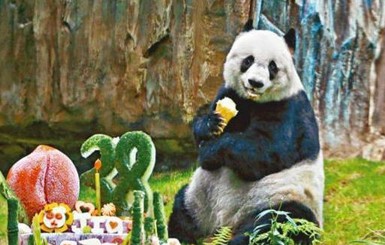 В Гонконге умерла самая старая в мире панда