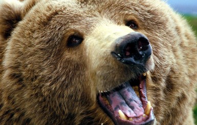 В России медведь вырвался из клетки и растерзал мужчину