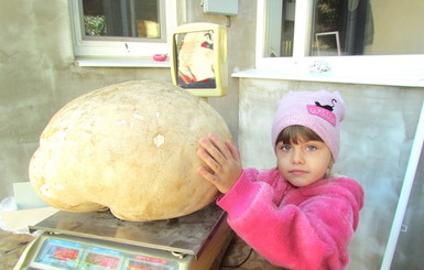 В Запорожской области выросли три гигантских гриба общим весом 13 килограммов 