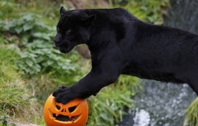 Как зверюшки британского зоопарка отметили Хэллоуин 