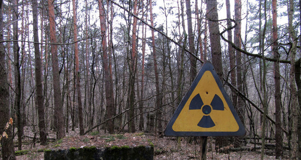 Радиоактивный лес из Фукусимы станет топливом для электростанций
