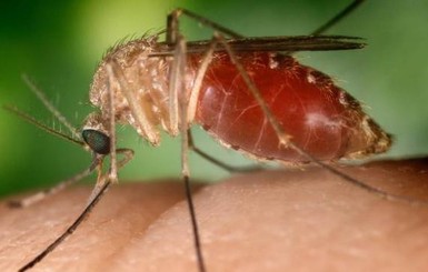 В Бразилии с вирусом Зика будут бороться при помощи комаров