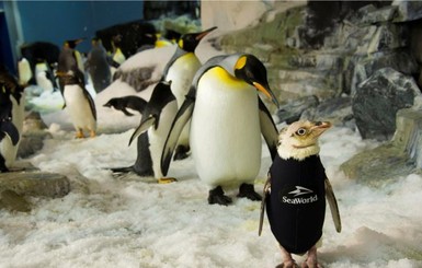 Потерявшему перья пингвину сшили костюм, чтоб не мерз